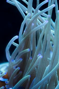Detailed close-up of a colorful sea anemone showcasing tentacles underwater.