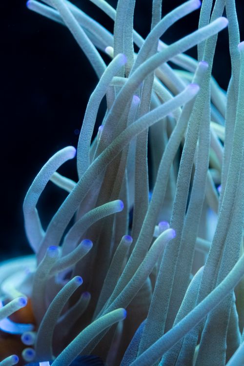 Free Detailed close-up of a colorful sea anemone showcasing tentacles underwater. Stock Photo
