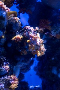 Diverse coral reef ecosystem illuminated by blue underwater lighting showcasing marine biodiversity.