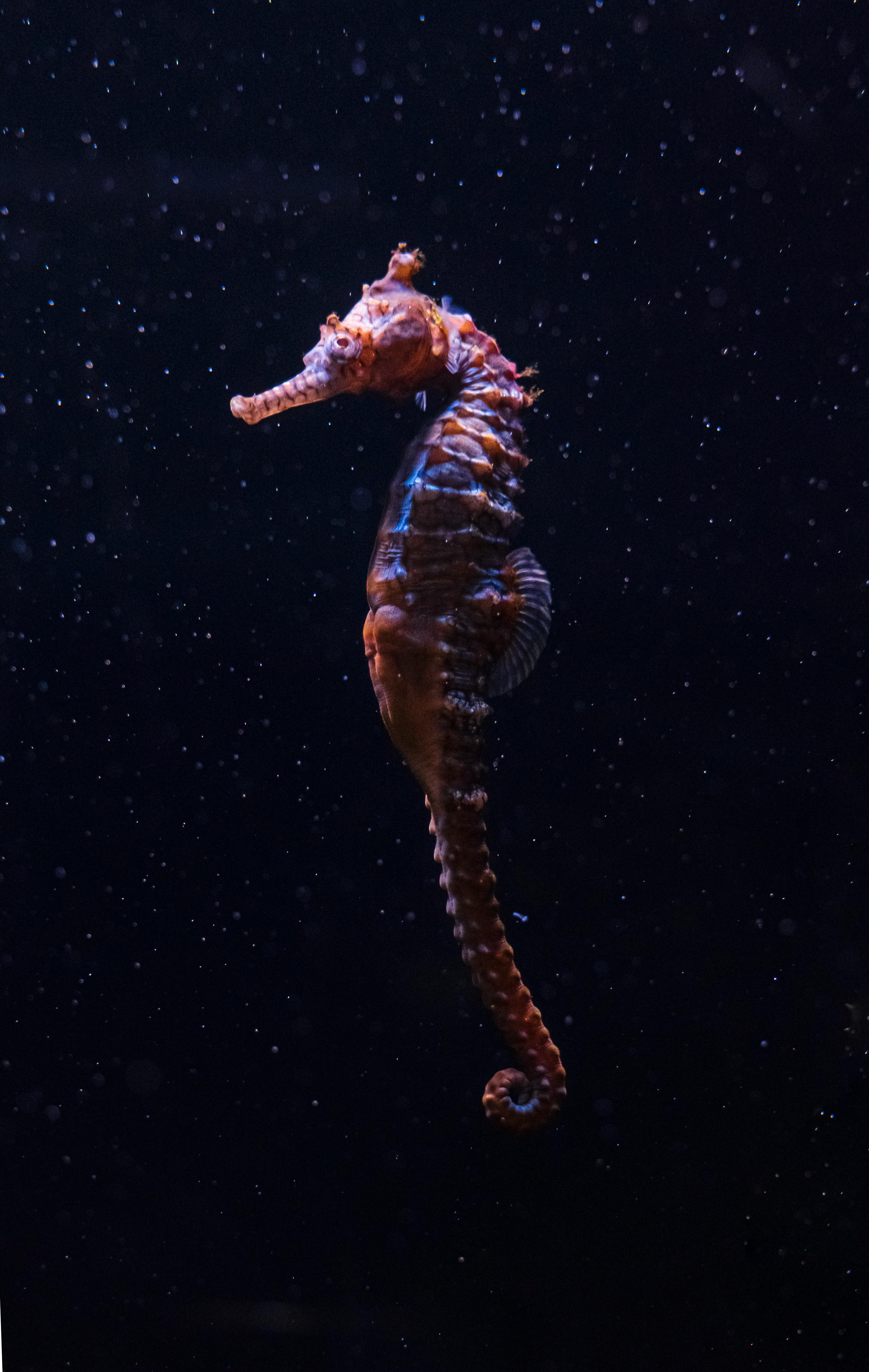 Seahorse Phone Wallpaper  Mobile Abyss