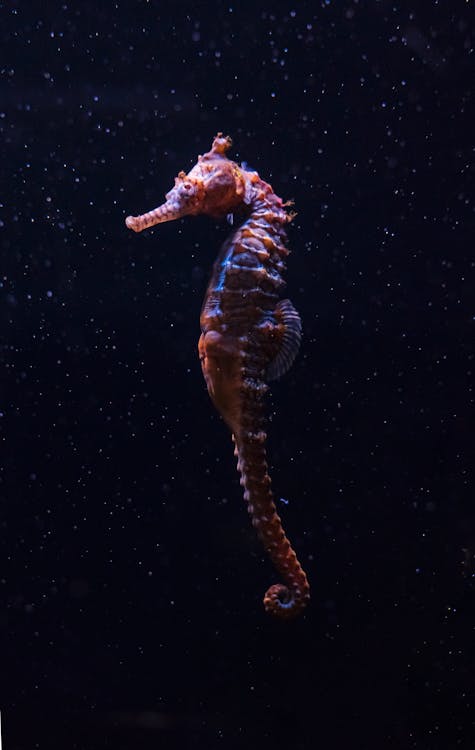 Δωρεάν στοκ φωτογραφιών με seahorse, γκρο πλαν, ζώο Φωτογραφία από στοκ φωτογραφιών