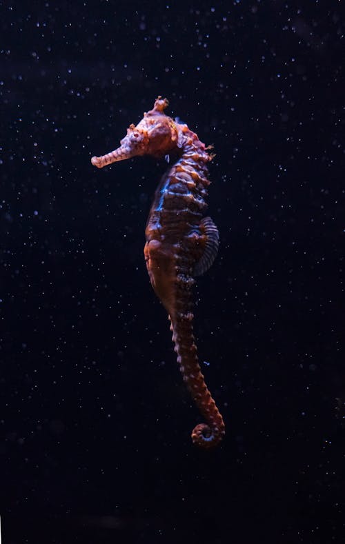 A Close-Up Shot of a Seahorse Underwater