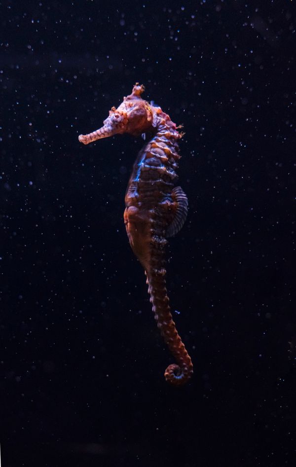 Caballito de mar sujetado al coral con su cola prensil