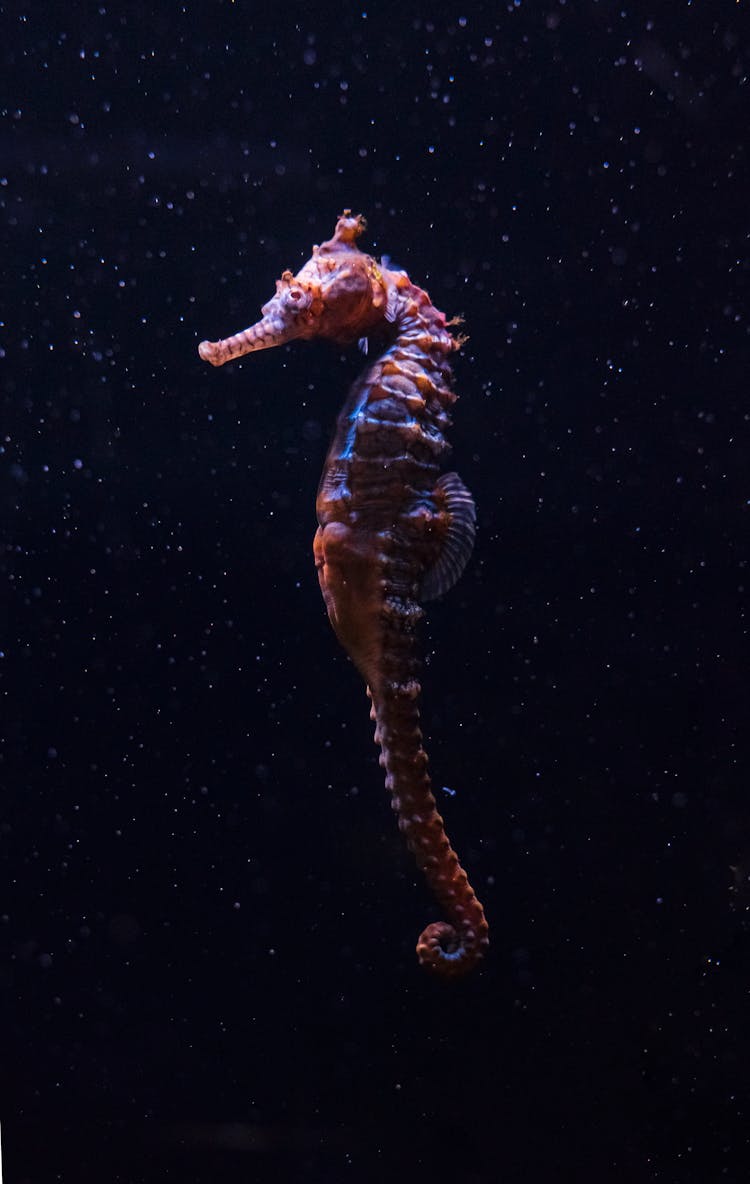 A Close-Up Shot Of A Seahorse Underwater