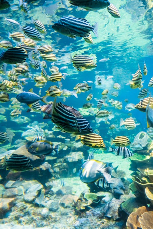 Foto profissional grátis de animal, embaixo da água, escola de pescaria