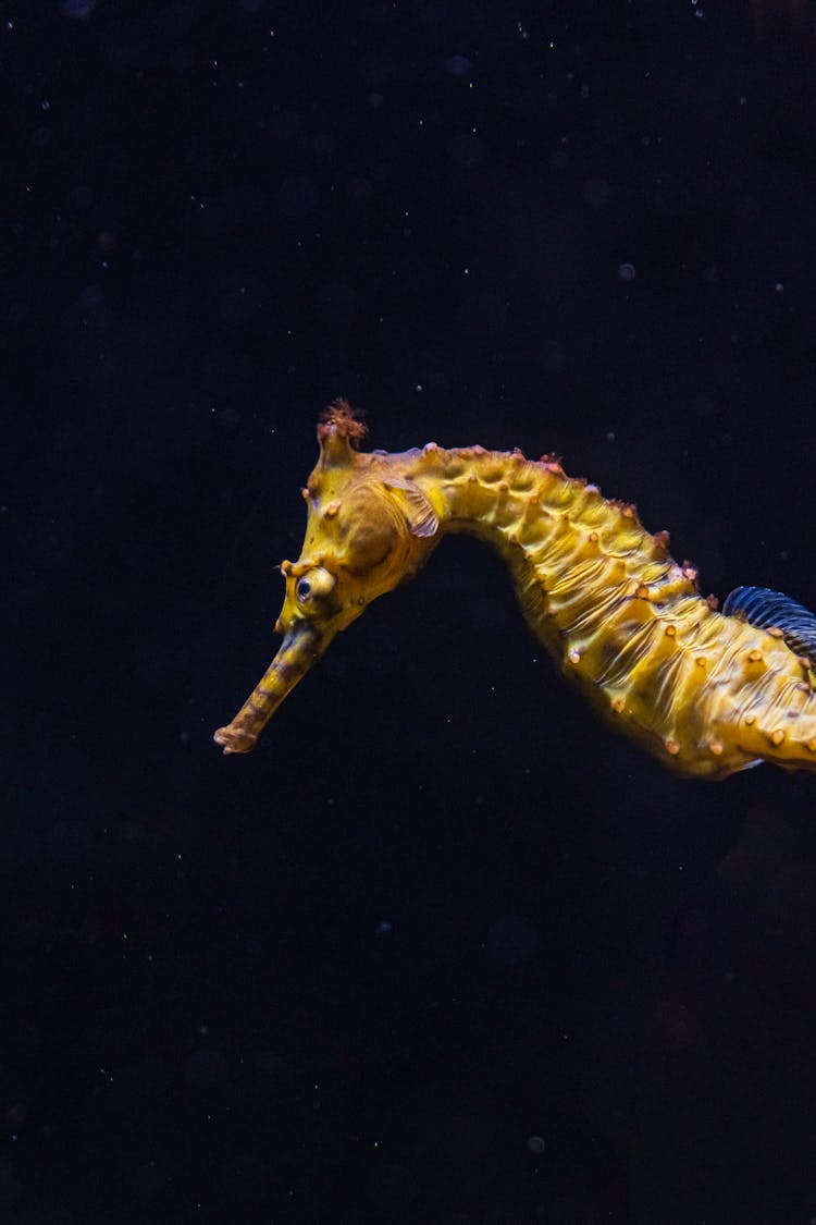 A Close-Up Shot Of A Seahorse Underwater