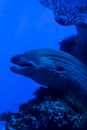 Blue-toned close-up image of a moray eel amidst coral reef in the ocean.