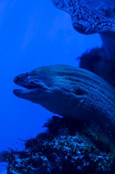 Blue-toned close-up image of a moray eel amidst coral reef in the ocean.