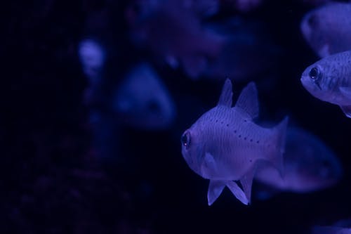 Close-up Shot of a Fish with Blue Light 
