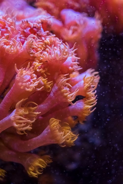 Free Stunning close-up of pink coral with intricate details in an underwater setting. Stock Photo