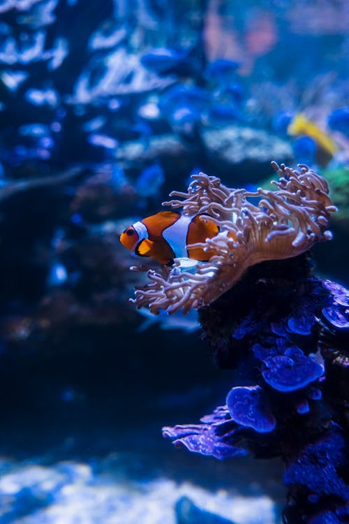 Ingyenes stockfotó bohóchal, függőleges lövés, korall témában
