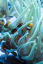 A Close-Up Shot of Clownfishes on a Coral
