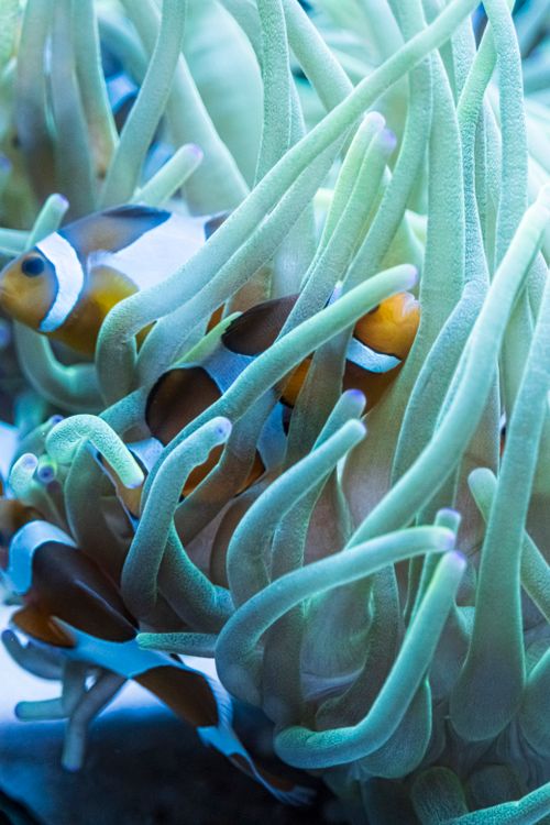 Free Close-up of clownfish nestled in sea anemone, showcasing vibrant marine life. Stock Photo