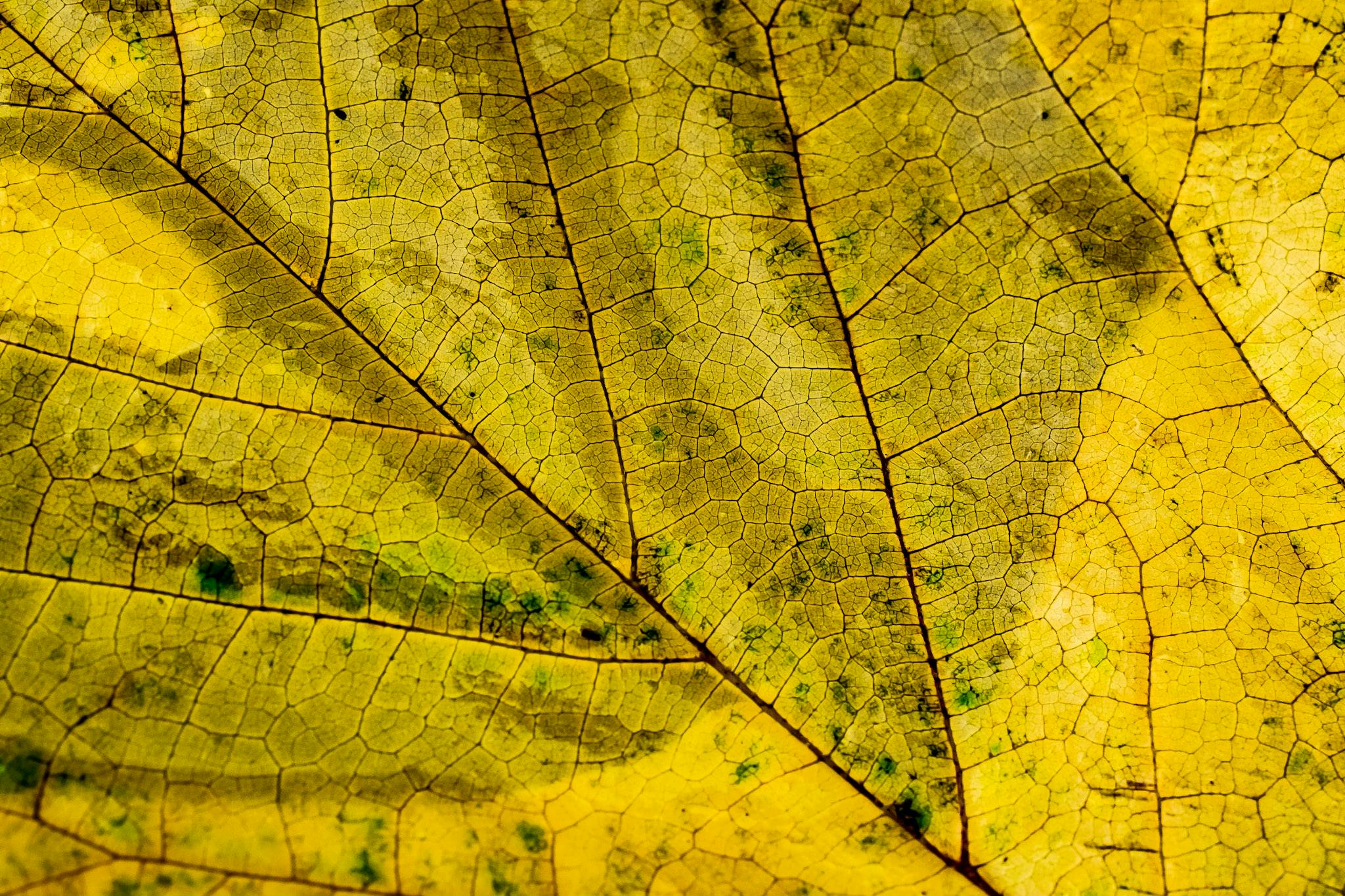 close up photography of dried leaf