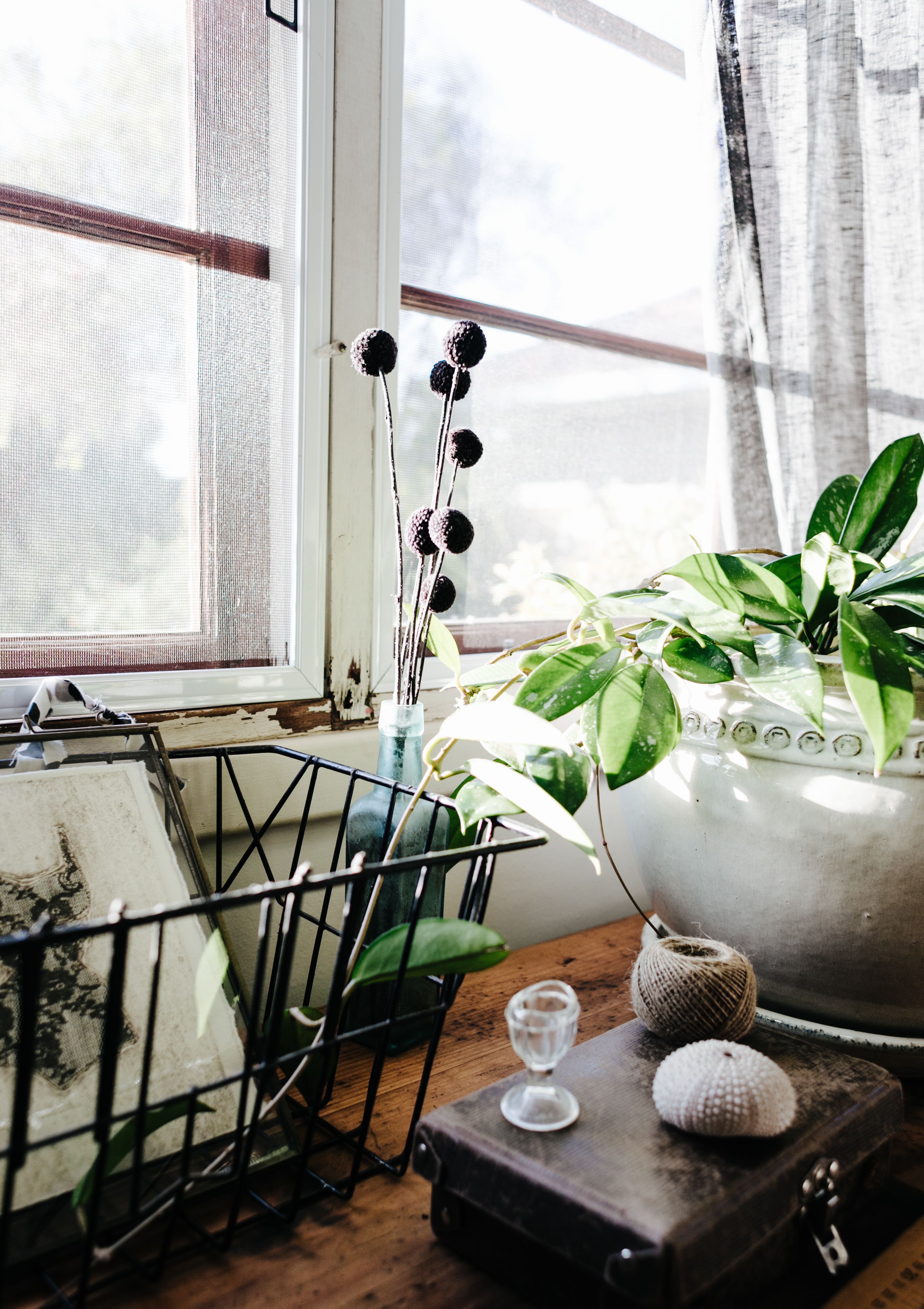 Green Potted Plant on Brown Wooden Table · Free Stock Photo
