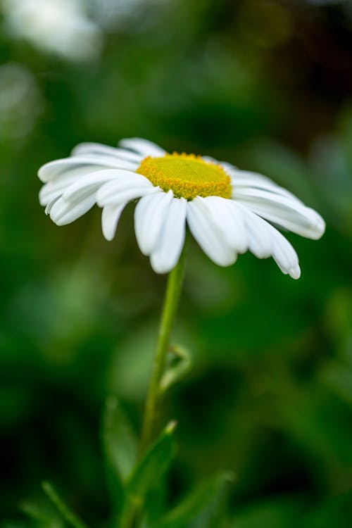 Белый цветок ромашки