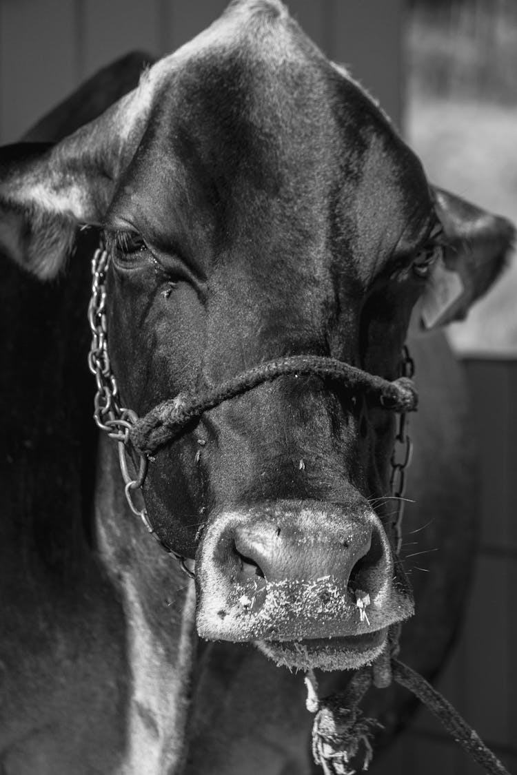 Big Farm Cow In Barn