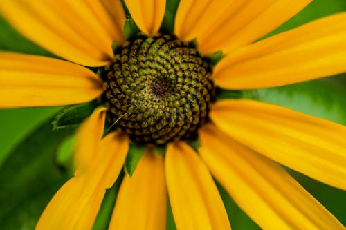 Close-up Photography of Yellow Daisy Flower