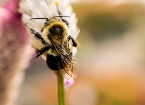 бесплатная Селективная фотография пчелы на вершине цветка Стоковое фото