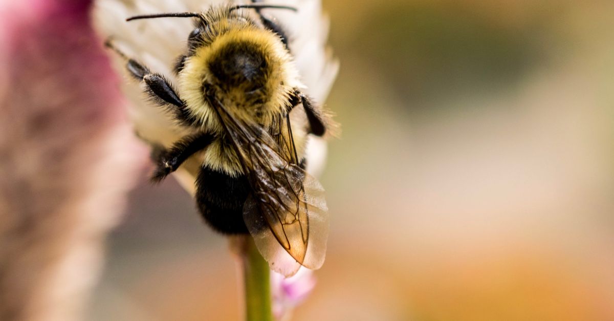 Macro shot of a bumblebee on a flower, highlighting pollination in nature.