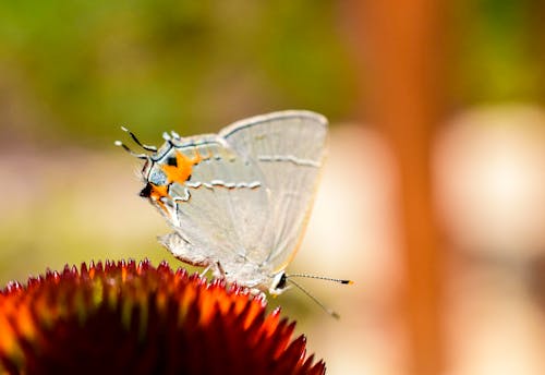 White Butterfly Perched on Red Flower