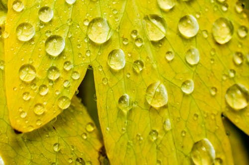 Water Droplets on Green Leaf