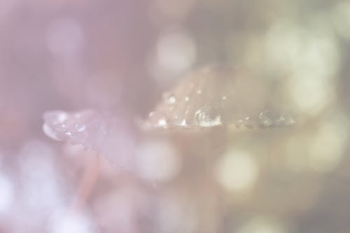 Free stock photo of beautiful, dewdrops, fragile