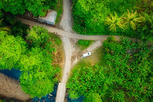 Drone view of off road car parked near narrow path surrounded by palm trees in lush forest in tropical countryside