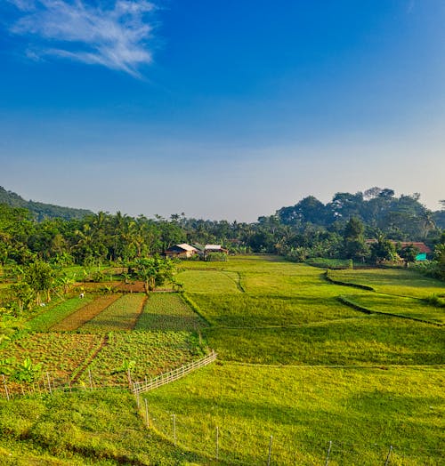 Scenic landscape of cultivated green rice field with well groomed plants and lush trees against blue sky on sunny day in tropical countryside