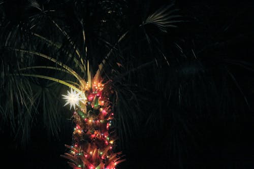 Free stock photo of christmas lights, christmas star, palm tree