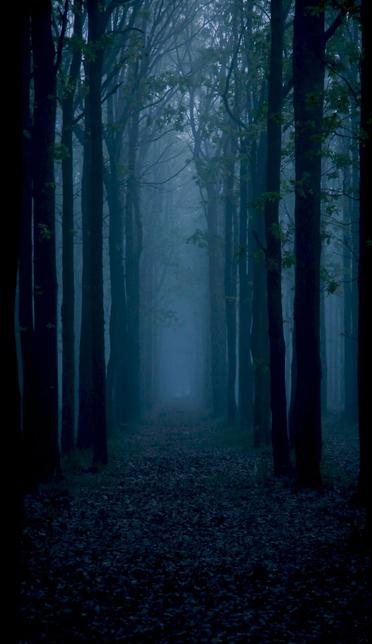 A mysterious foggy forest scene with towering trees creating a moody atmosphere.