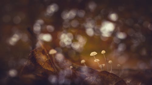 Closeup and Selective Focus Photography of Mushrooms
