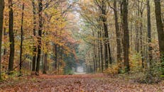 索斯特宁静的森林中，一条风景优美的秋季小径穿过，展示着充满活力的秋叶