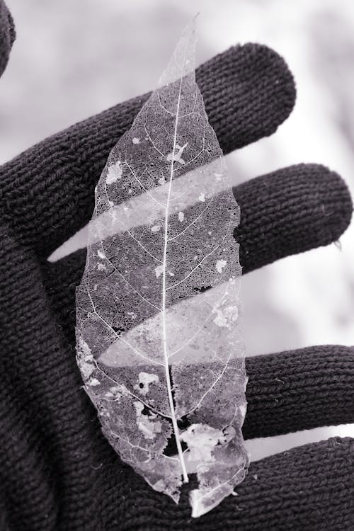 Grayscale Photo of Ice Shape as a Leaf