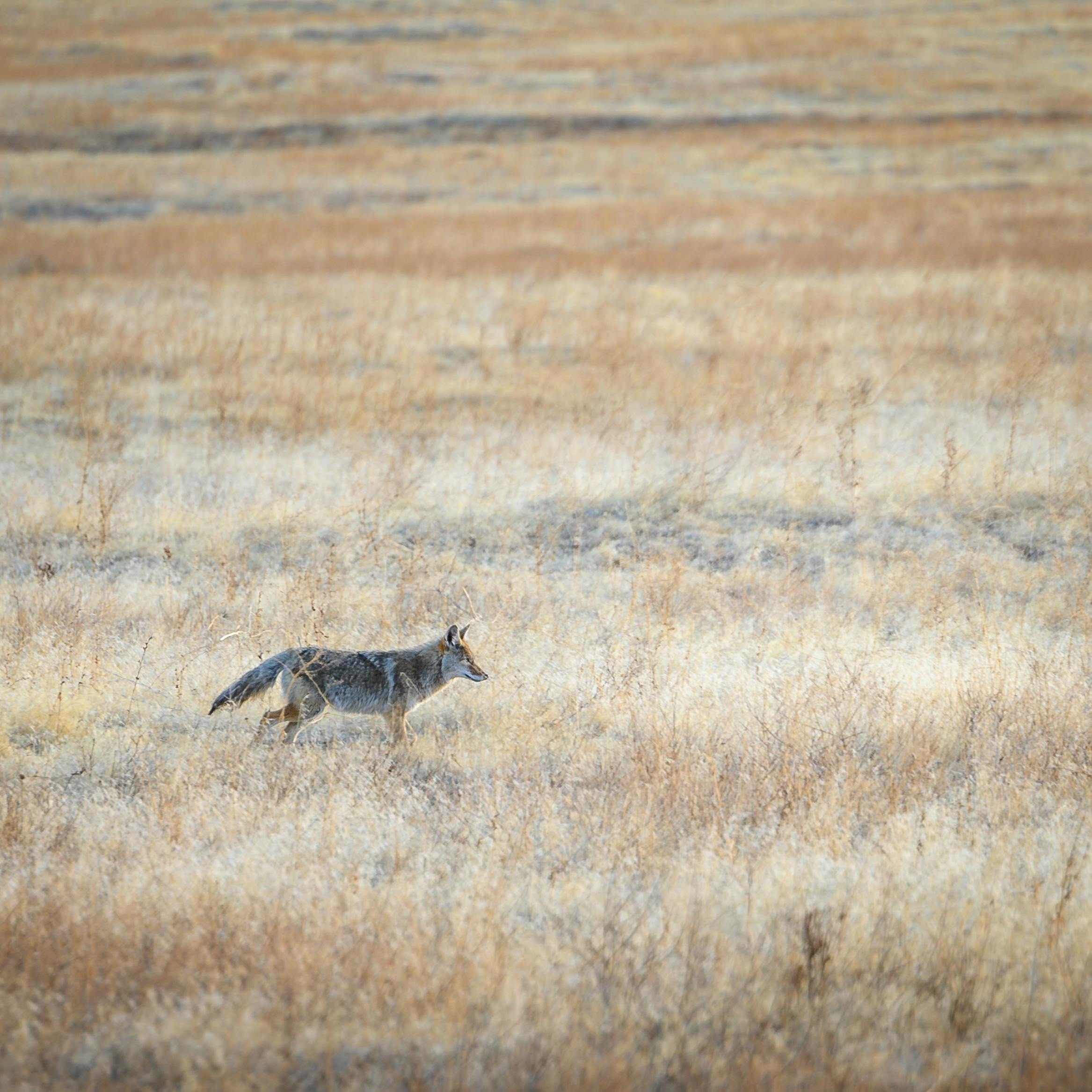 coyote removal Desert View Highlands