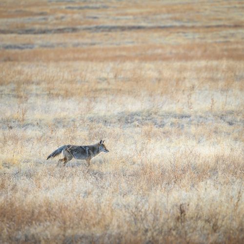 Free Curious gray coyote walking in prairie with dry tall grass on sunny autumn day Stock Photo