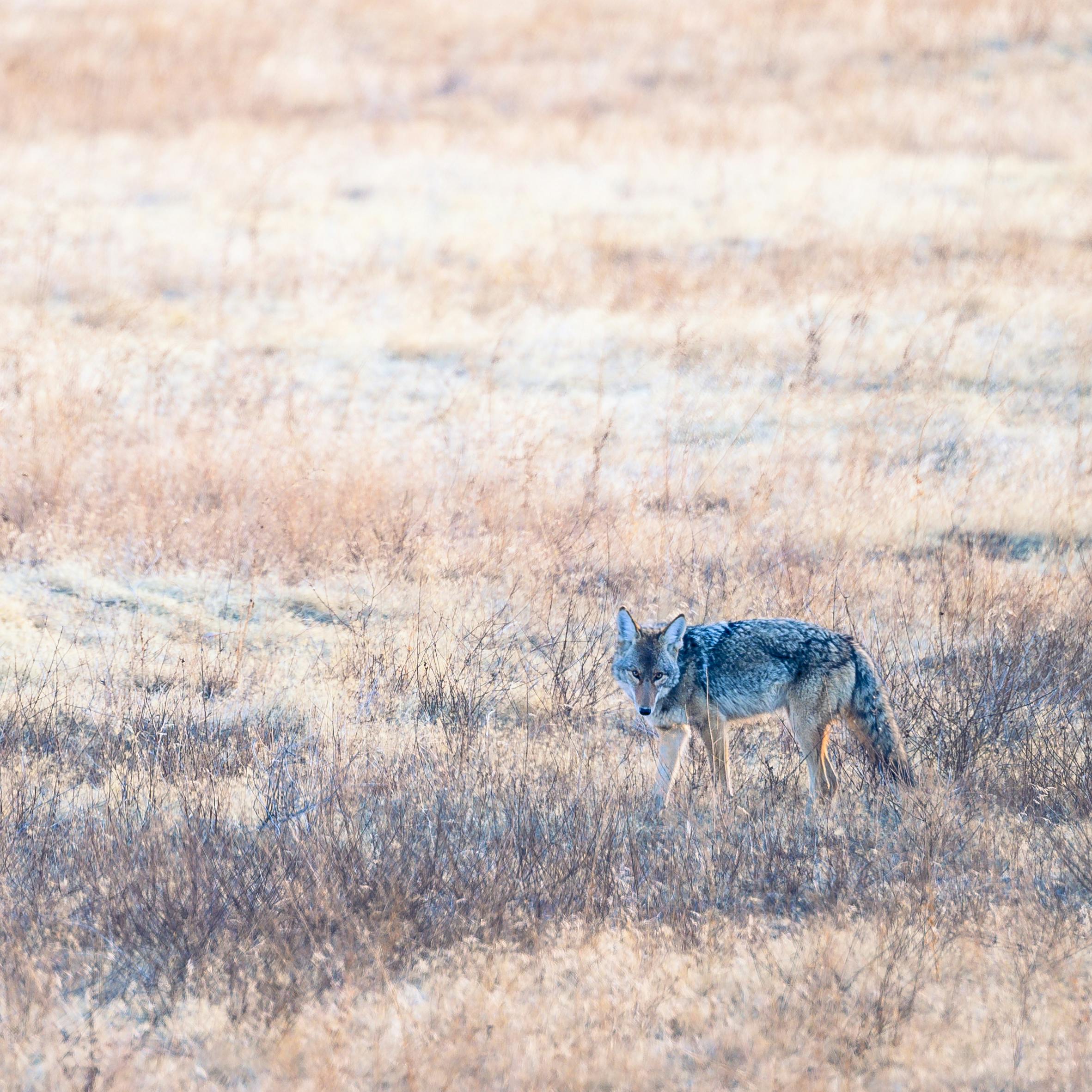 Wild coyote looking at camera in dry meadow · Free Stock Photo