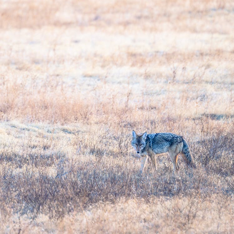 Wild Coyote Looking At Camera In Dry Meadow