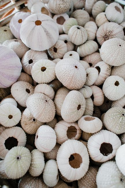 Detailed close-up of textured sea urchin shells showing natural patterns and tones.