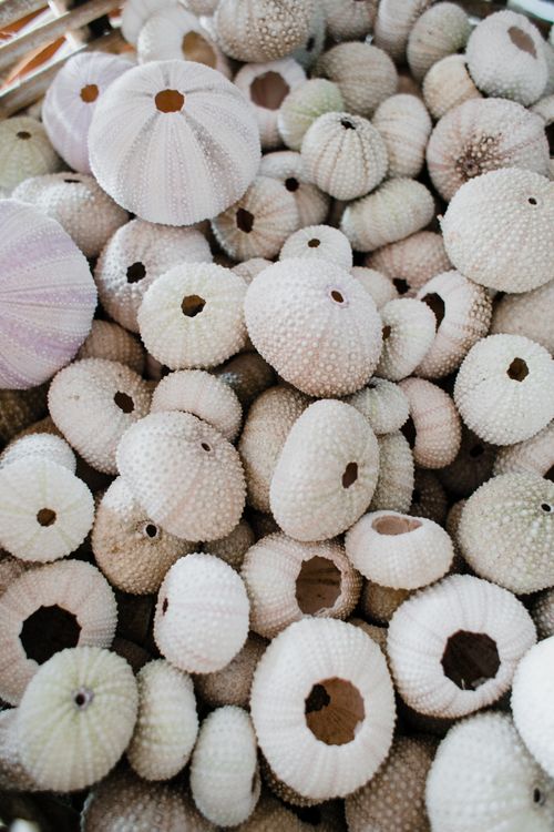 Free Detailed close-up of textured sea urchin shells showing natural patterns and tones. Stock Photo