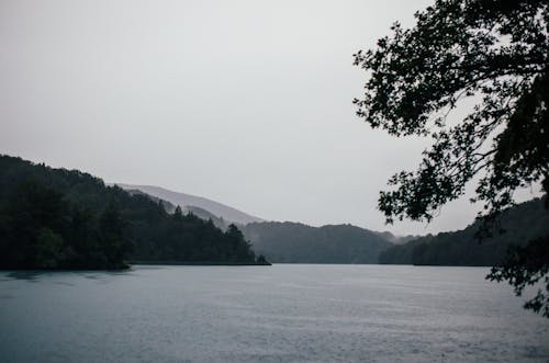 Imagine de stoc gratuită din apă, arbori, ceață