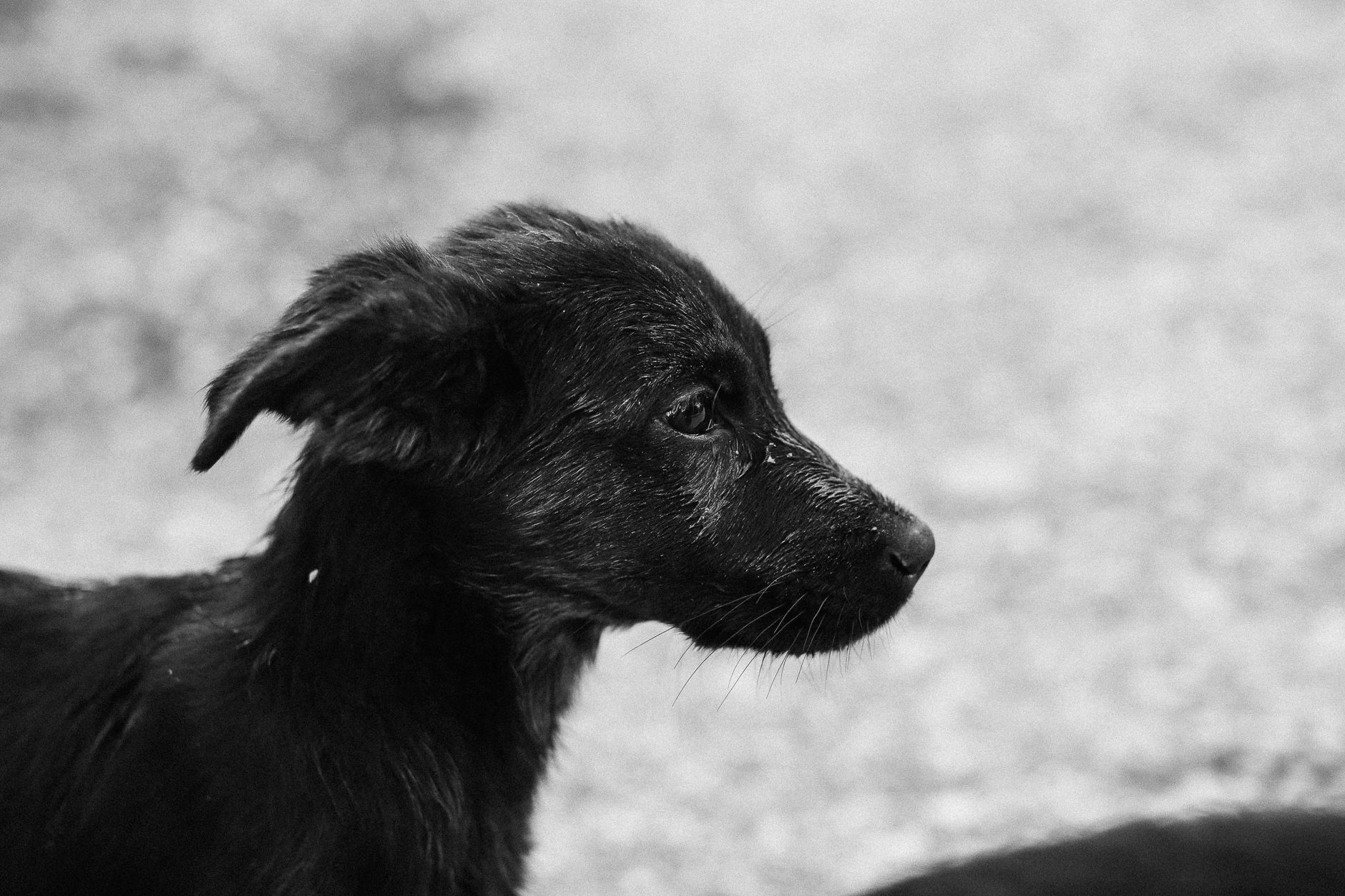Portrait of a dog at a veterinary clinic