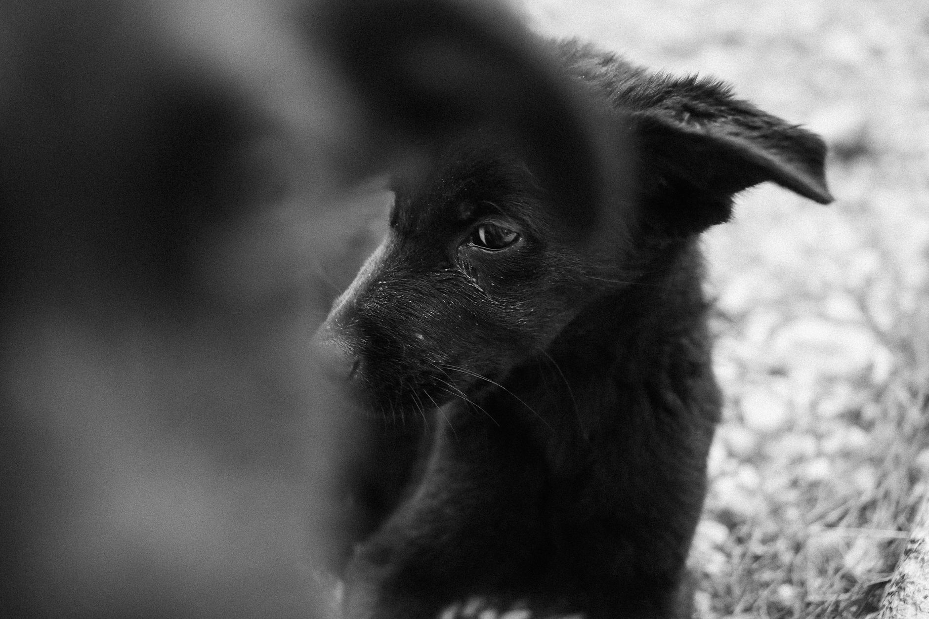 Veterinary care for a dog