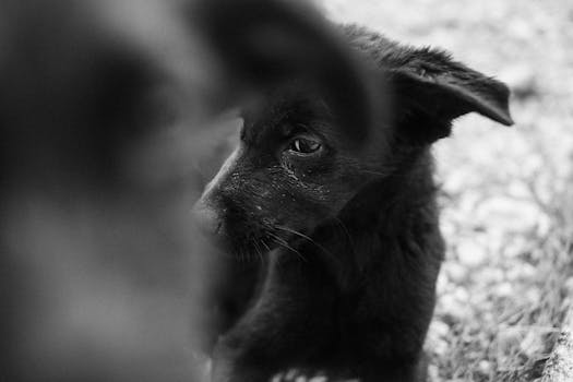 Charming black and white portrait of a young puppy with a curious expression.