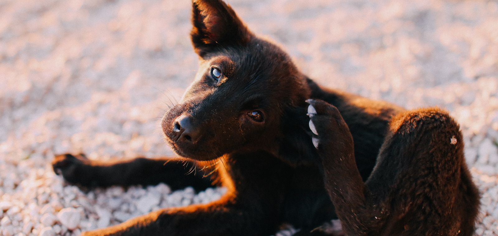 Puppy scratching its ear outdoors