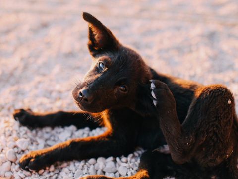 Puppy scratching its ear outdoors