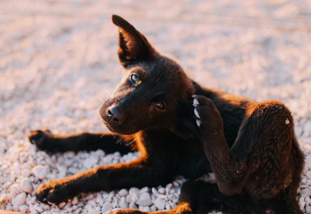 Puppy scratching its ear outdoors