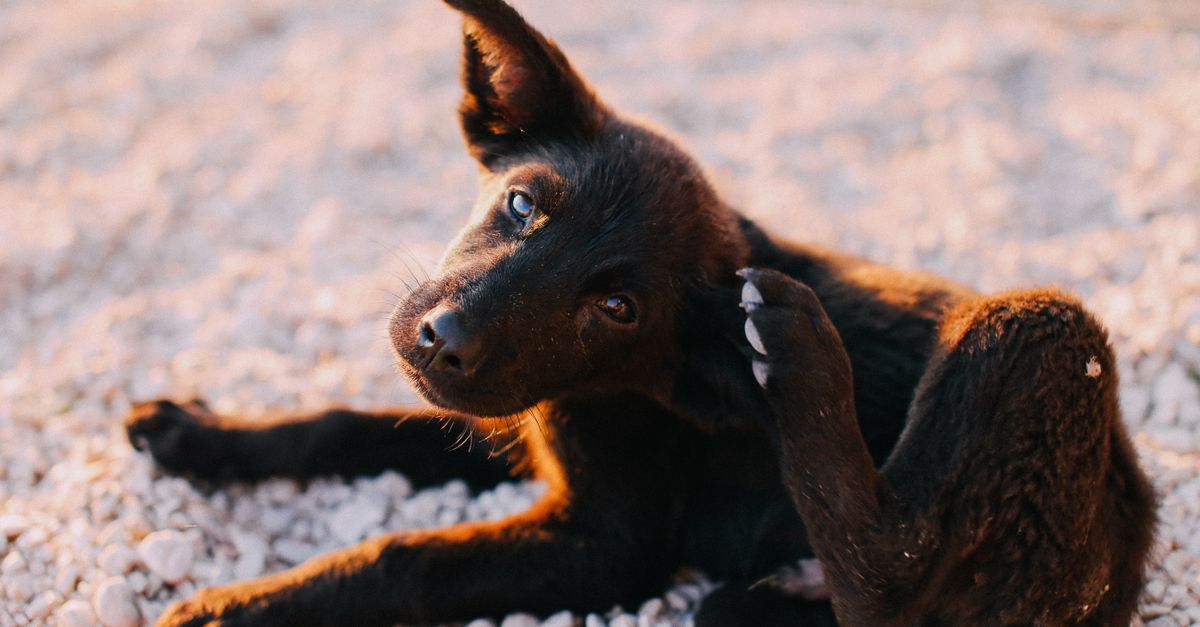 Advantage Flea Control Advantage flea control: a young puppy scratching its ear outdoors