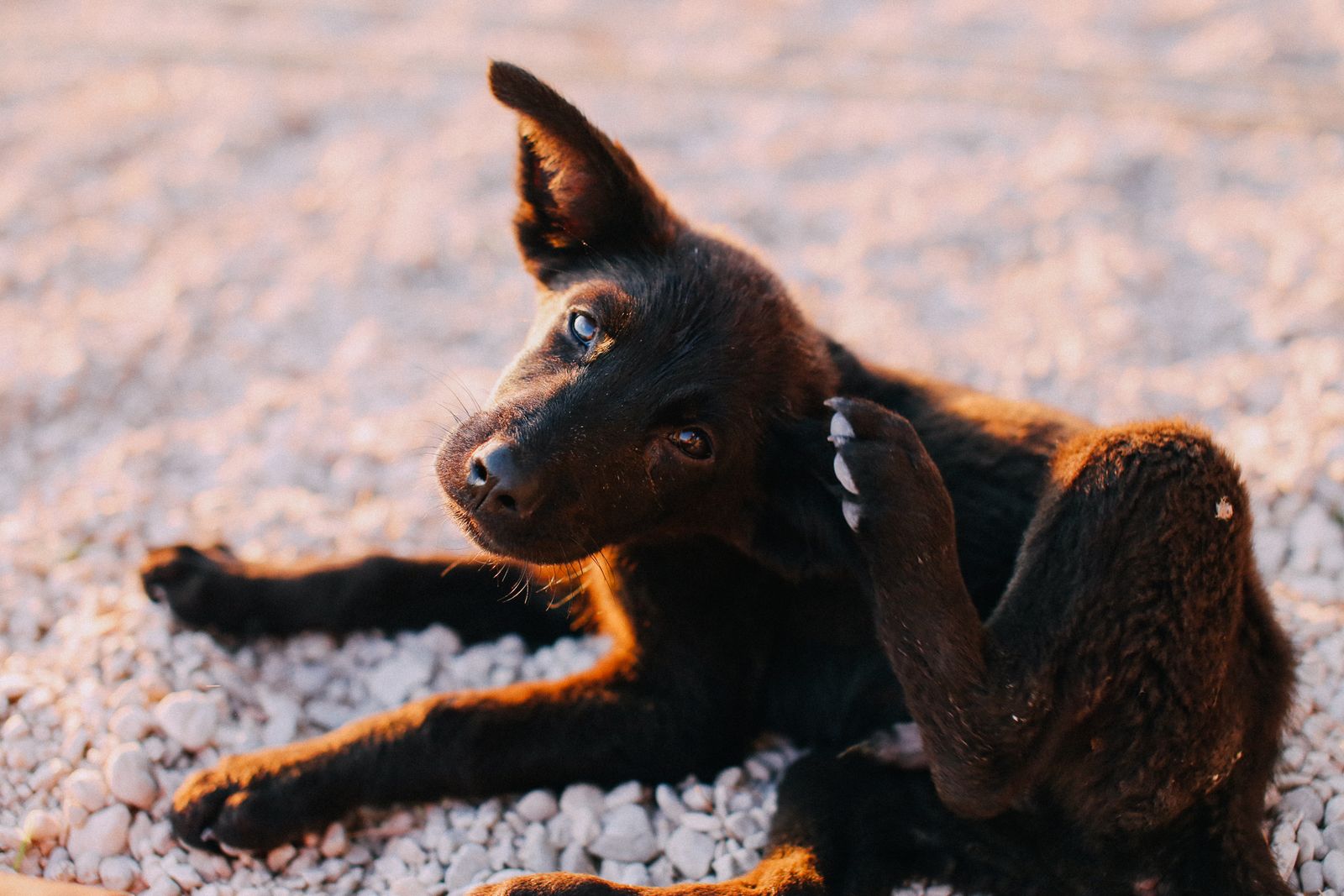 Perro rascándose la oreja por posible picor o irritación
