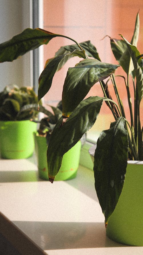 Green Plants in Green Pots